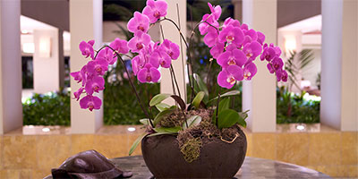 Orchid Flower Arrangements For Offices