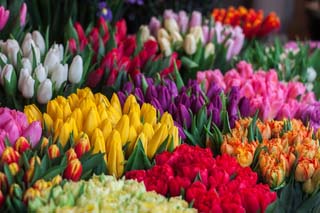 birthflower, daffodils, delphinium, flowers, Water Lily