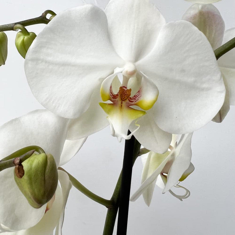 White Orchid Plant