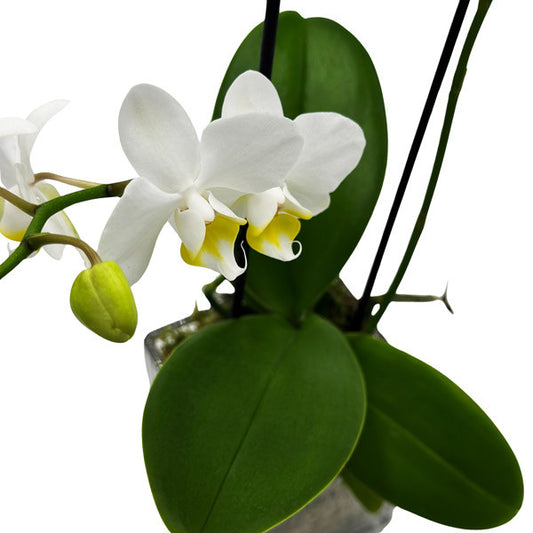 Petite White Orchid in Glass Cube