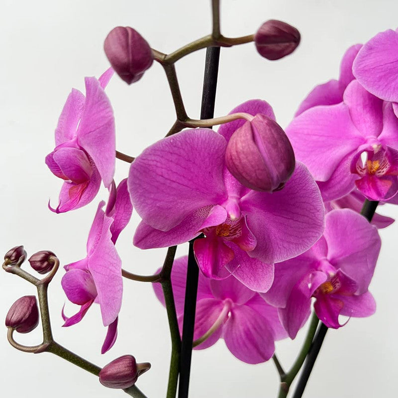 Pink Orchid Plant