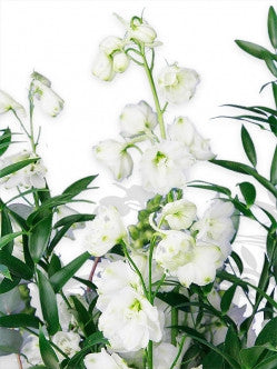 White Flowers in an Oasis Dish