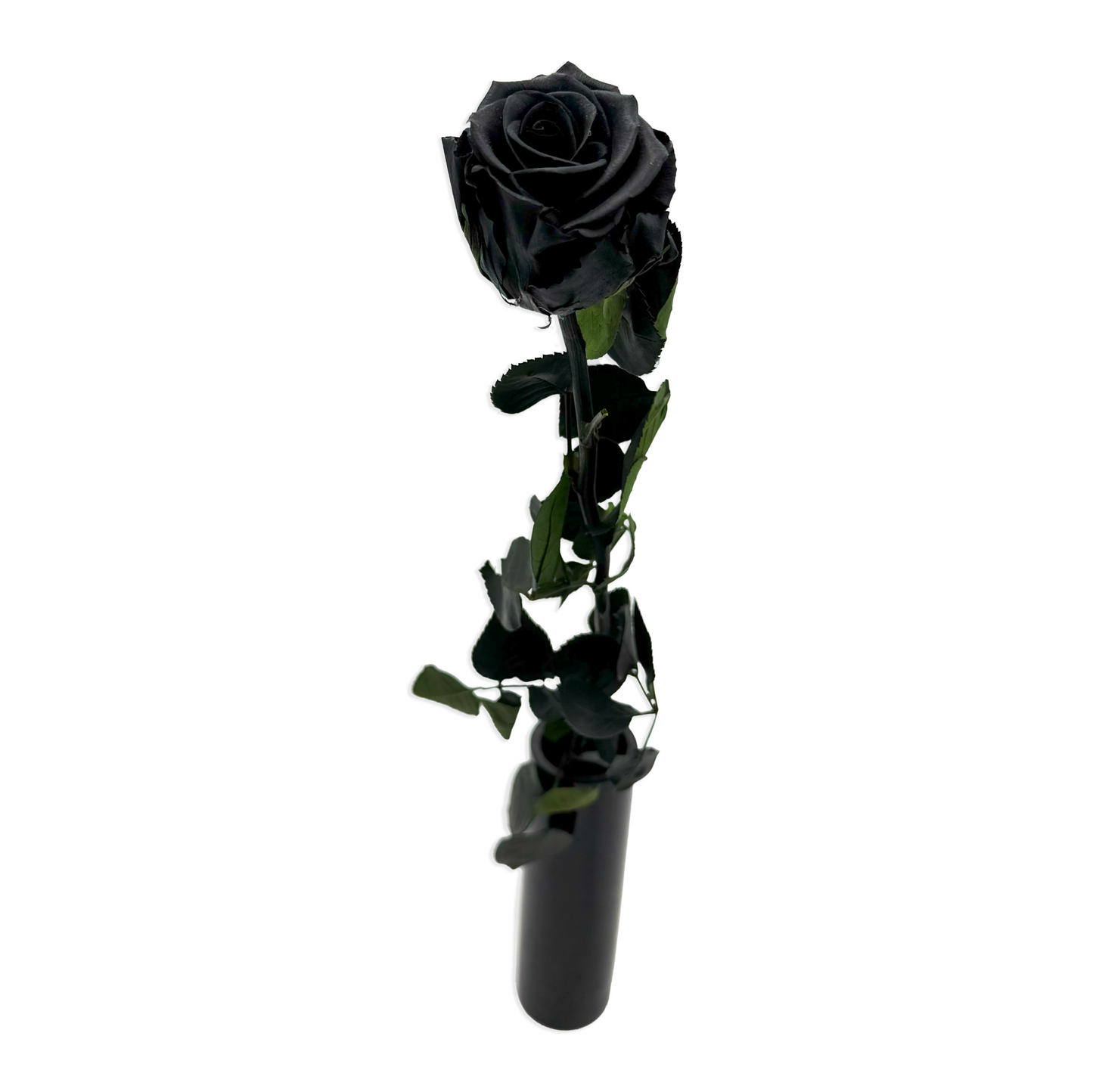 Long-Stemmed Black Infinity Rose