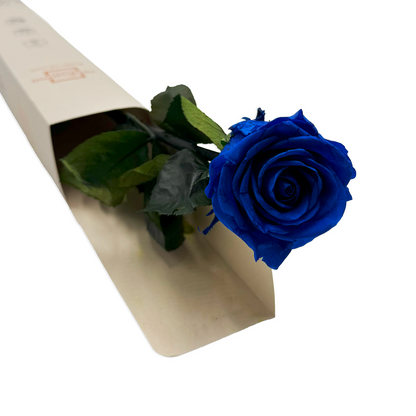 Long-stemmed Blue Infinity Rose