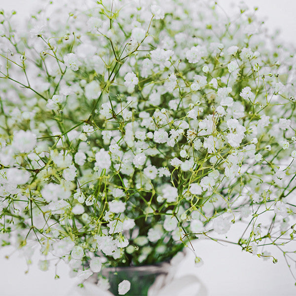 Baby's Breath in a Vase (Vase Included)