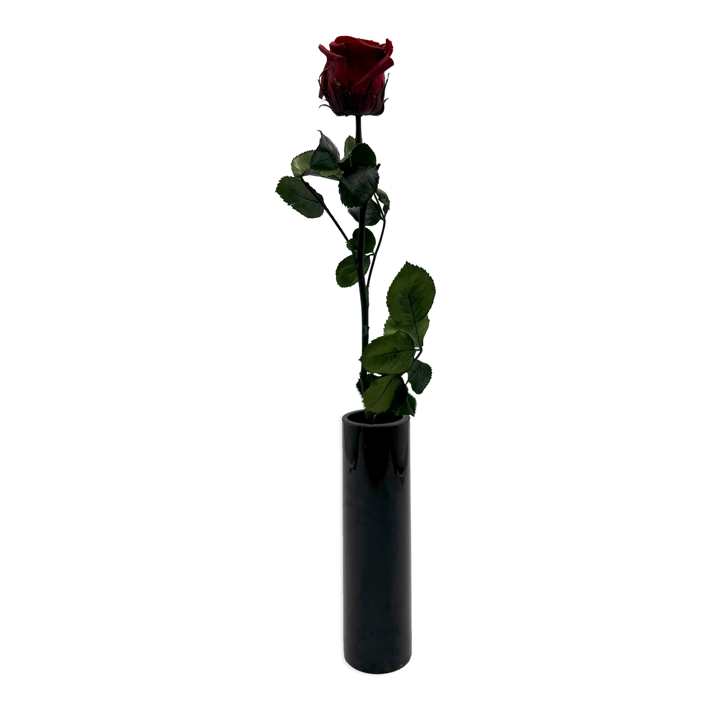 Long-Stemmed Dark Red Infinity Rose