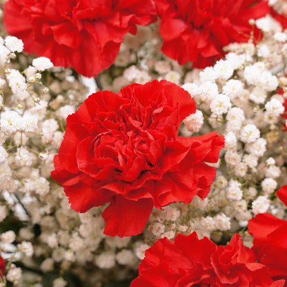 Red Carnation Bouquet