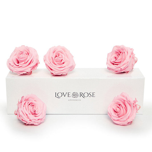 5 Infinity Pink Roses in a White Box