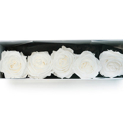 5 Infinity White Roses in a White Box