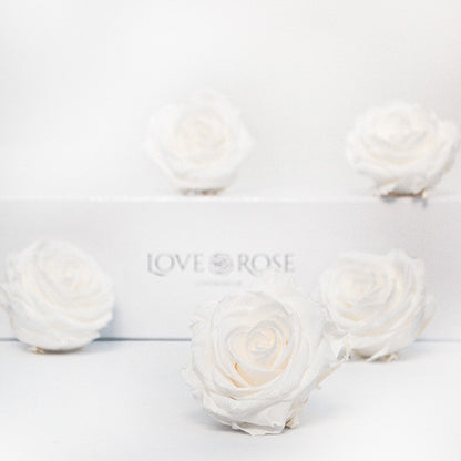 5 Infinity White Roses in a White Box