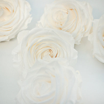 5 Infinity White Roses in a White Box