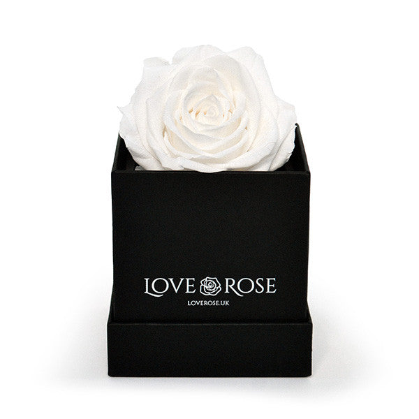 Single White Rose in a Box