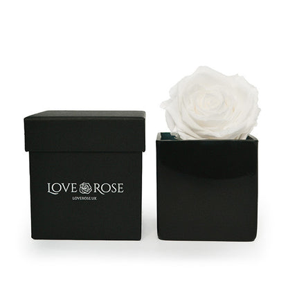 Single White Rose in a Box