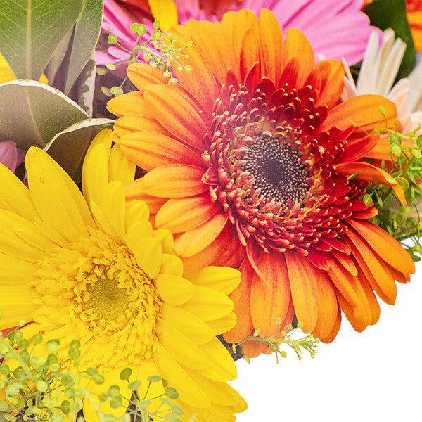 Gerbera Bouquet