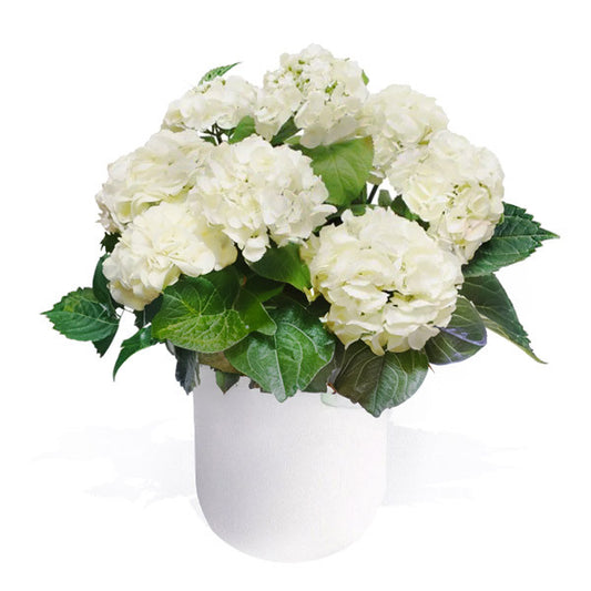 White Hydrangea