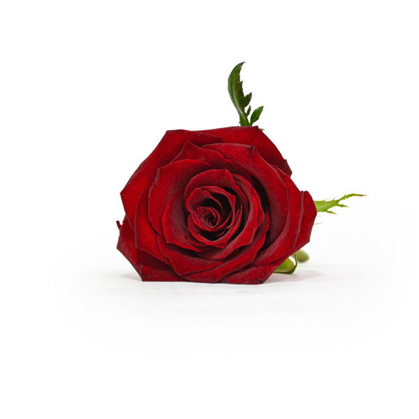 Single Red Rose Head in Luxury Vase