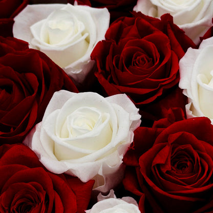 Infinity Red and White Roses in a Black Box