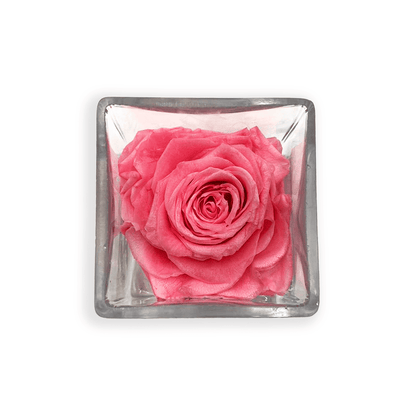 Single Pink Rose Head in Clear Vase