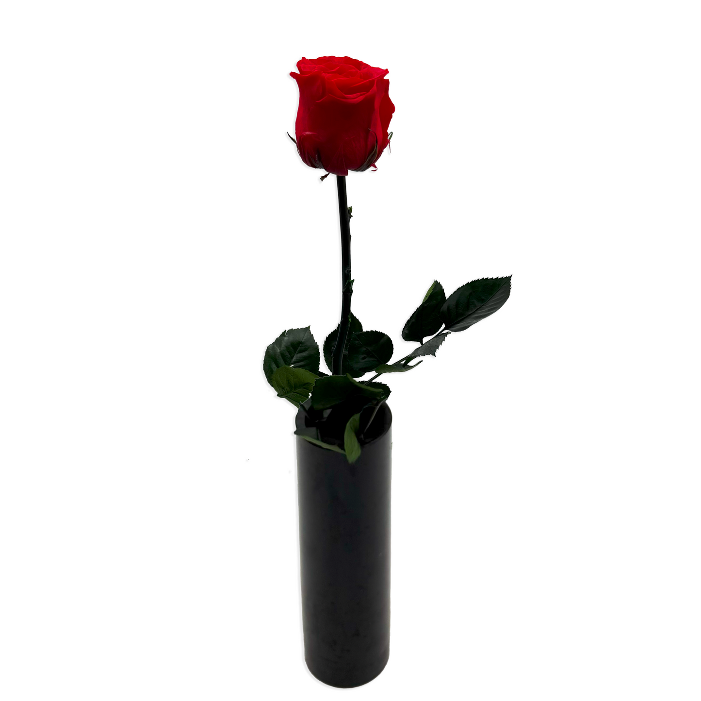 Long-Stemmed Red Infinity Rose