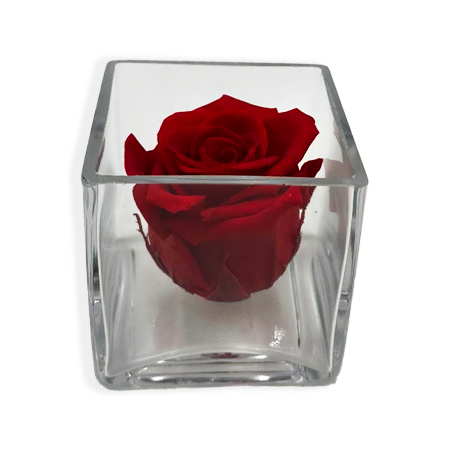 Single Red Rose Head in Clear Vase