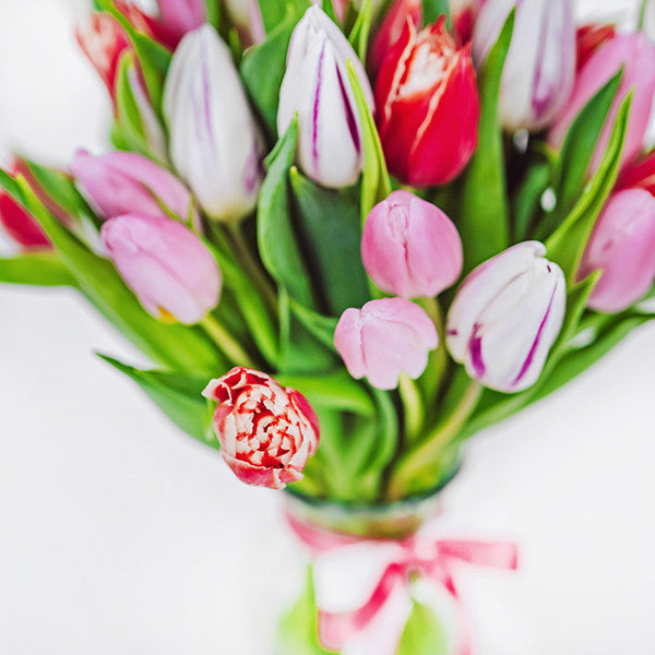 Sweet Tulips in a Vase