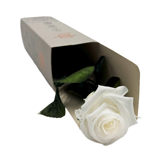 Short White Infinity Rose