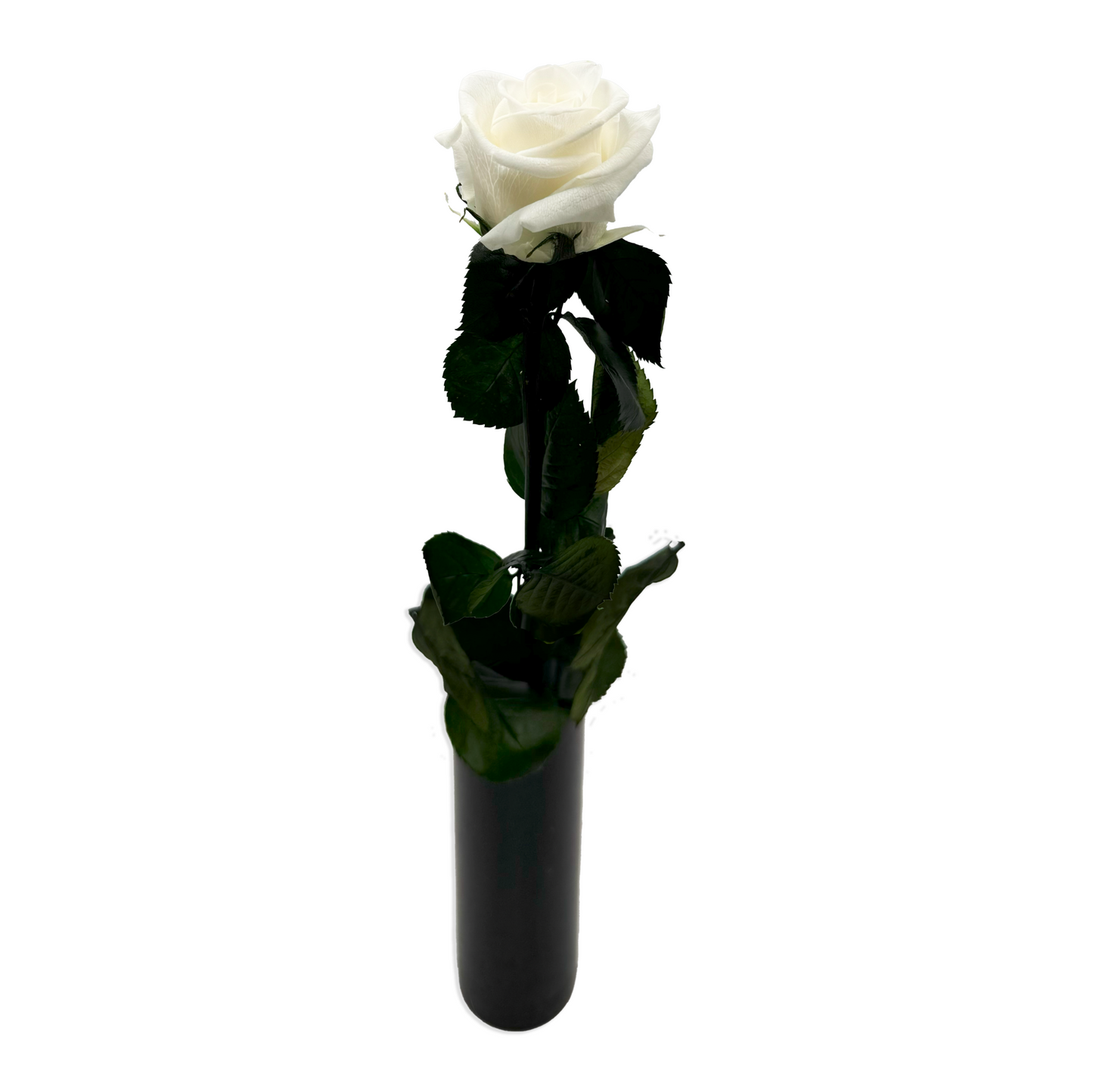 Long-Stemmed White Infinity Rose