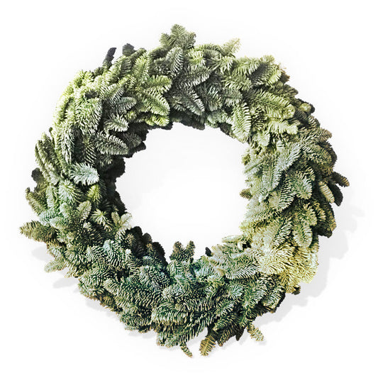 Evergreen wreath with non-drop Nordmann Fir branches