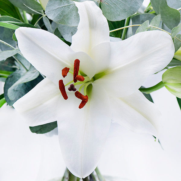 White Lilies in a Vase