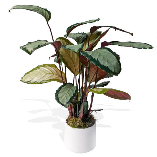 Calathea Gem