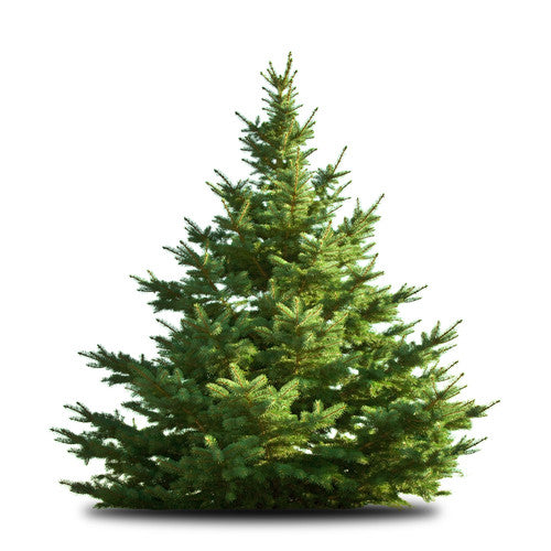 Nordmann Fir Christmas Trees - 4ft (125/150cm)