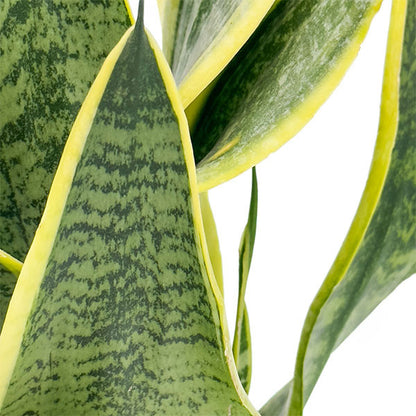 Sansevieria Snake Plant