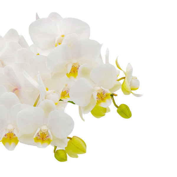 Shana Tova Orchid Set