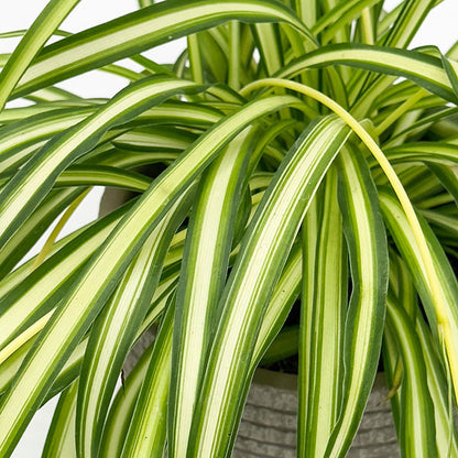 Spider Plant