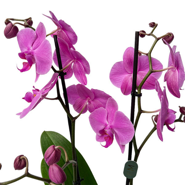 Pink Orchid Plant