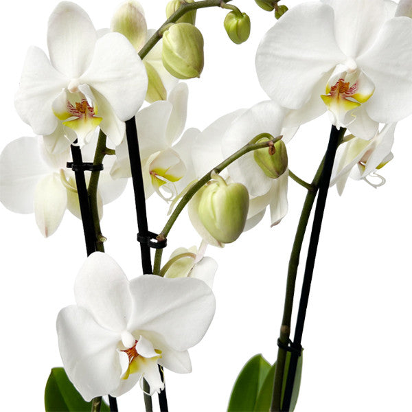 White Orchid Plant