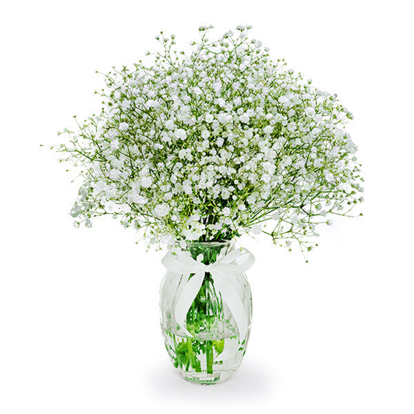 Baby's Breath in a Vase (Vase Included)