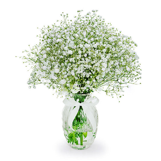 Baby's Breath in a Vase