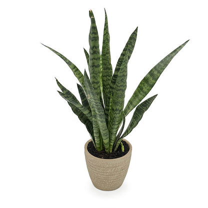 Sansevieria Zeylanica