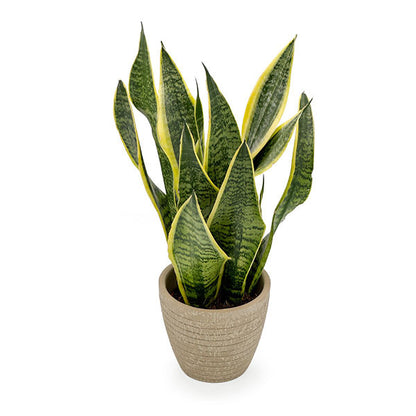 Sansevieria Snake Plant