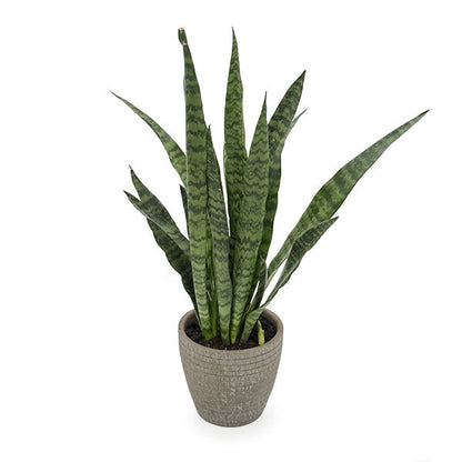 Sansevieria Zeylanica