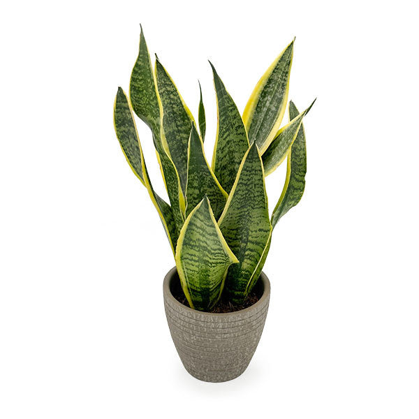 Sansevieria Snake Plant