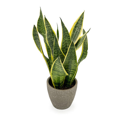 Sansevieria Snake Plant