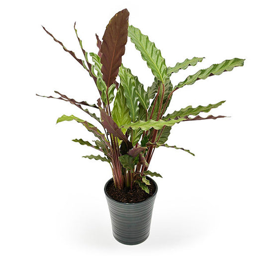 Calathea Elgergrass