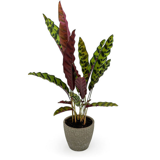 Potted Calathea