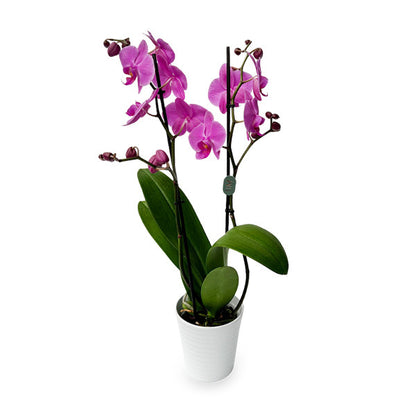 Pink Orchid Plant