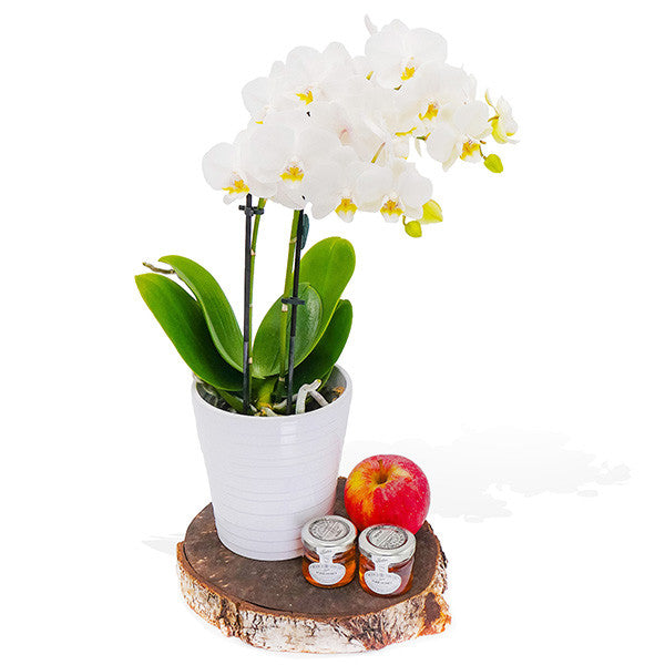 Shana Tova Orchid Set