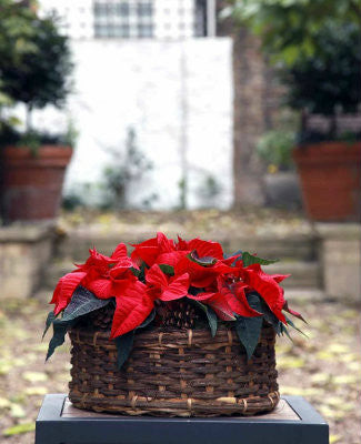 basket full of the ever radiant red poinsettias