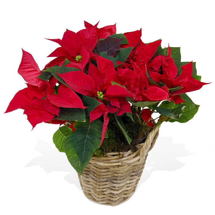 Red Poinsettias in a rattan basket