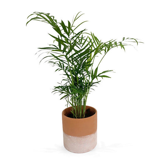 Potted Kentia Palm